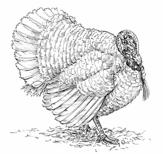 Also called the Large White, this variety has been developed over the past half century specifically for intensive, industrial production. Unfortunately, it is sometimes shown under the name White Holland, though the White Holland is a heritage bird that can still breed naturally.